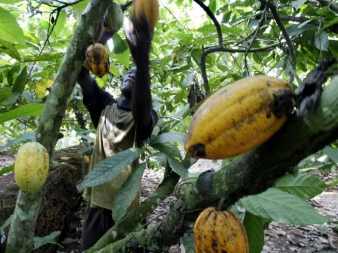 Cacao d’Afrique et déforestation: il va falloir mieux payer les producteurs pour avoir du chocolat certifié