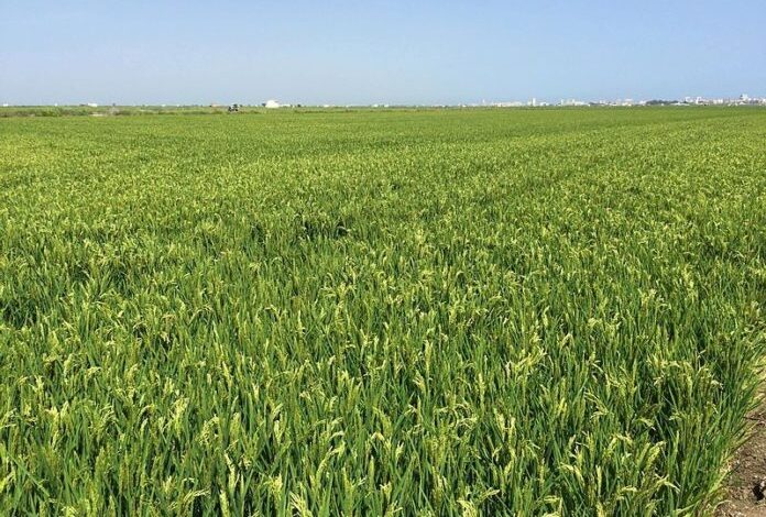 Guinée: lancement d’un projet de 28,3 millions dollars pour réduire les importations de riz