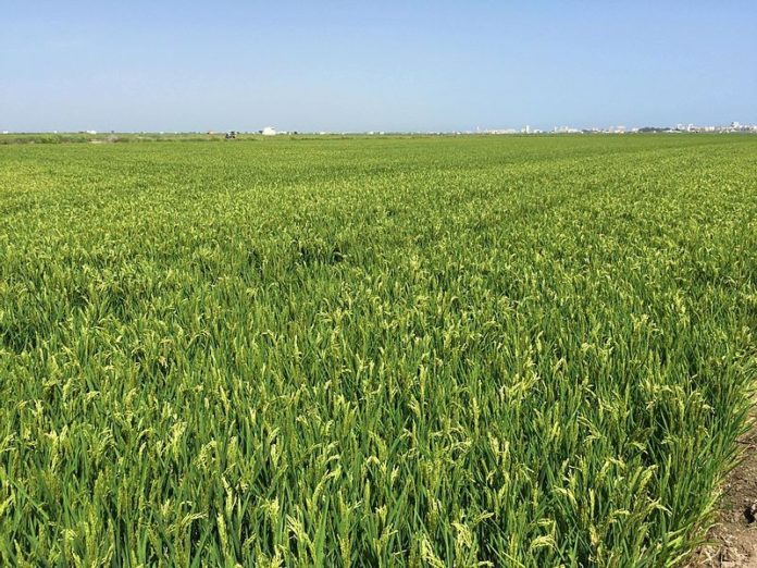 Guinée: lancement d’un projet de 28,3 millions dollars pour réduire les importations de riz