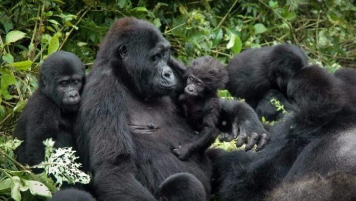Rwanda: Le parc Mukura-Gishwati devient patrimoine mondial de l’UNESCO