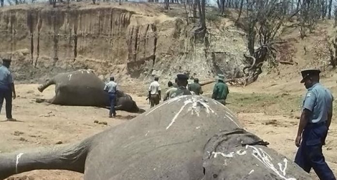 Botswana: des centaines d’éléphants retrouvés morts
