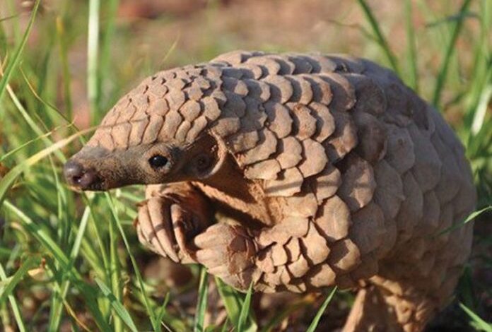 Côte d’Ivoire: Une saisie de plus de 3,5 tonnes d’écailles de pangolin incinérée par les autorités