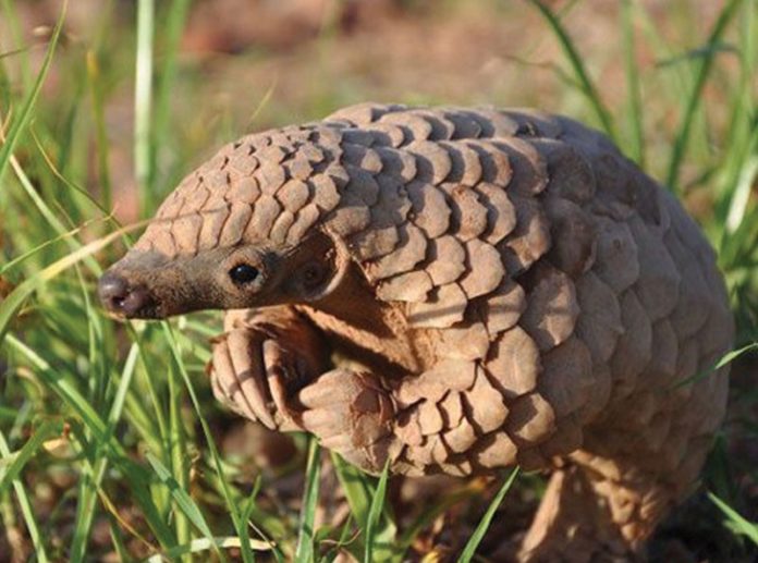 Côte d’Ivoire: Une saisie de plus de 3,5 tonnes d’écailles de pangolin incinérée par les autorités