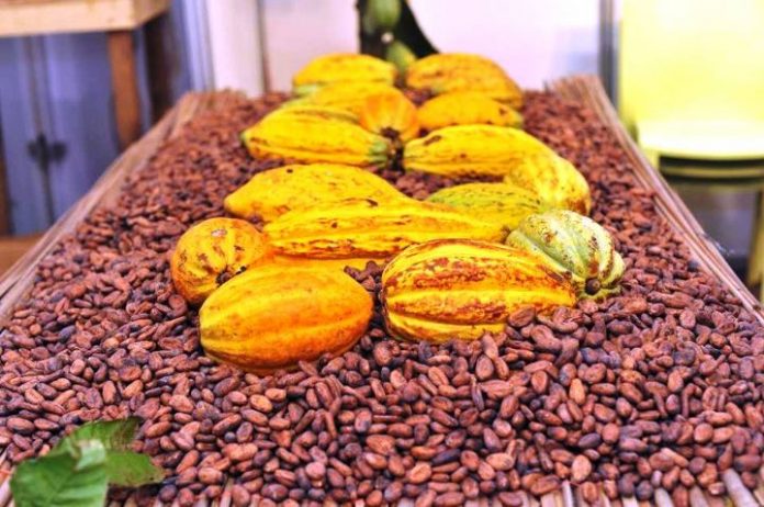 Côte d’Ivoire: relance des activités de SAF Cacao après son rachat par la SACC