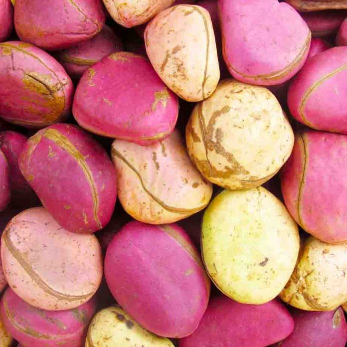 Côte d’Ivoire: la production de noix de cola en constante progression