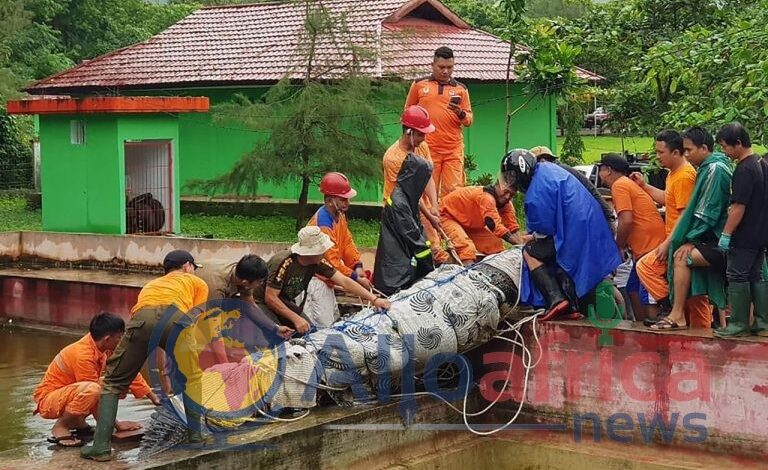 Indonésie: un crocodile en captivité dévore une femme