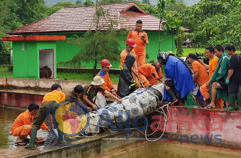 Indonésie: un crocodile en captivité dévore une femme