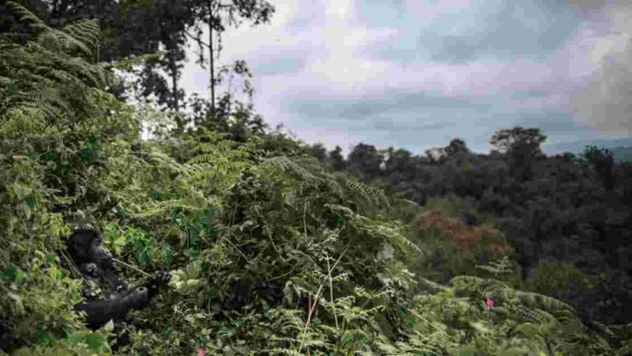 Un tiers de la flore tropicale africaine serait menacée d’extinction