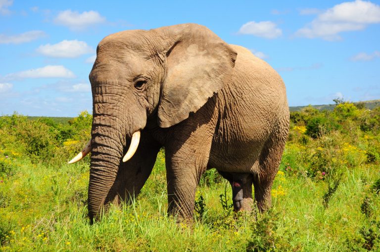 Les éléphants menacés de disparition en Guinée