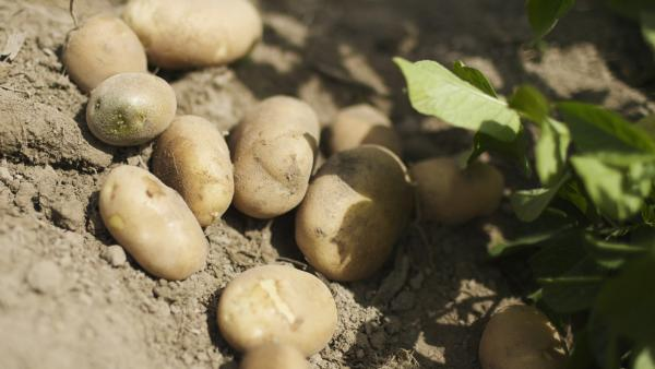 La pomme de terre de la Moyenne Guinée en crise sanitaire