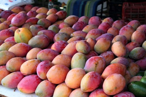 Retour de la mangue de Guinée sur le marché européen